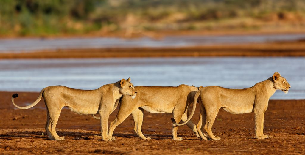 Oclub Zen Lion Beach Resort 4* con possibile safari a Tsavo