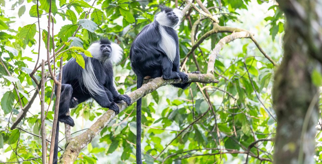 Tour di 8 notti alla scoperta del Ruanda 