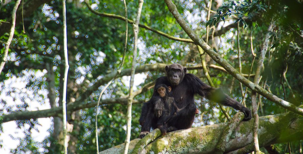 Tour di 8 notti alla scoperta del Ruanda 