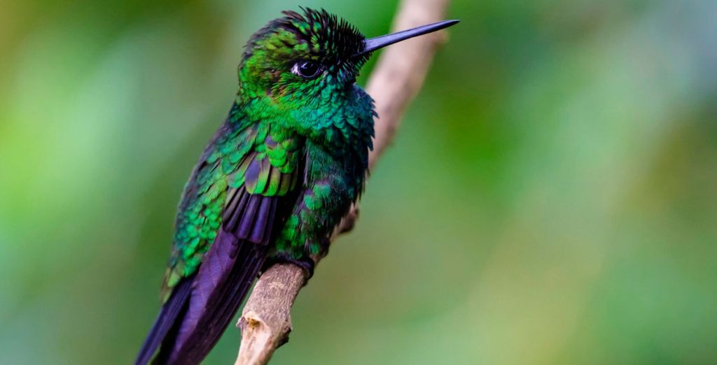 Autotour di 10, 12 o 14 notti Le bellezze tropicali della Costa Rica