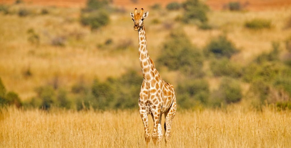 Autotour di 7, 8, 9 o 10 notti del Sudafrica fuori dai sentieri battuti