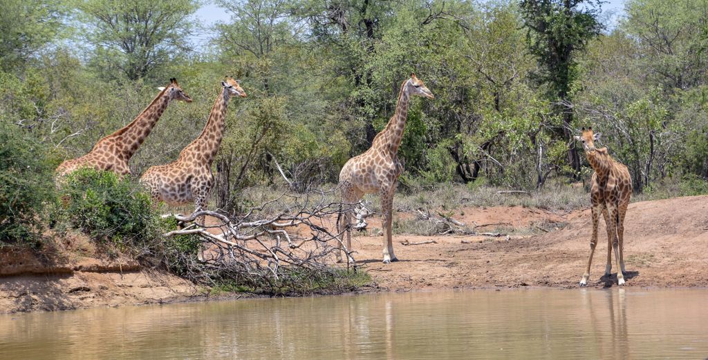 Safari di 7 o 9 notti al Kapama River Lodge 5* e Anantara Iko Mauritius 5*