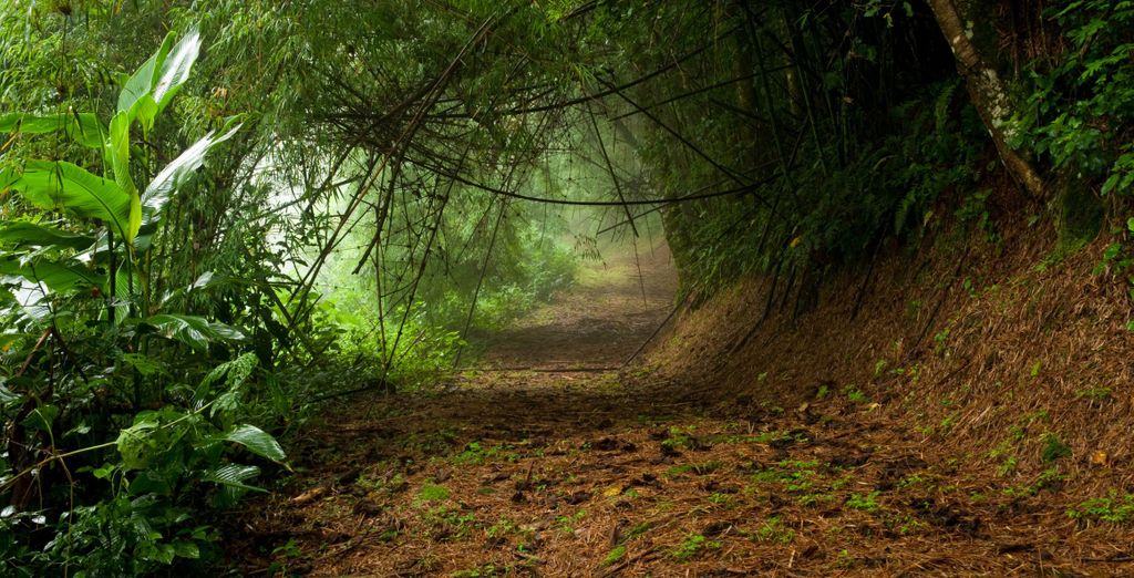 Tour di 9 notti alla scoperta della natura di Panama