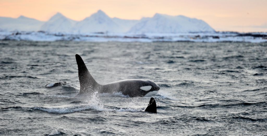Soggiorno multiattività: Tra balene e aurore boreali