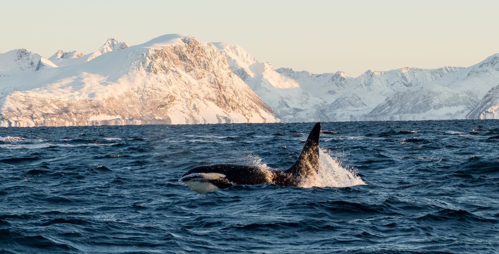 Soggiorno multiattività: Tra balene e aurore boreali