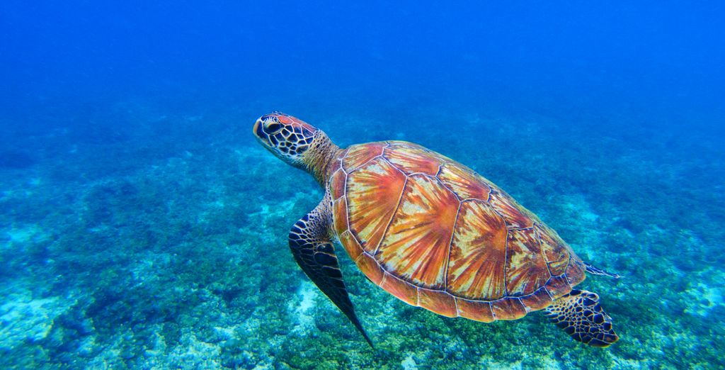 Soggiorno in libertà: Alla scoperta delle meraviglie del Sud-Est asiatico 