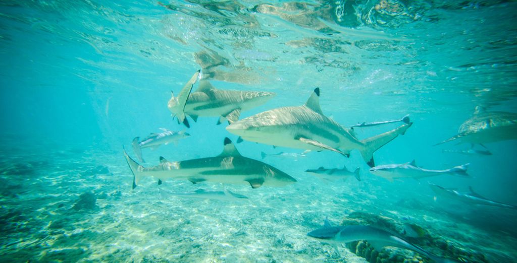 Hilton Tahiti, Cook's Bay Resort Moorea e Royal Bora Bora 