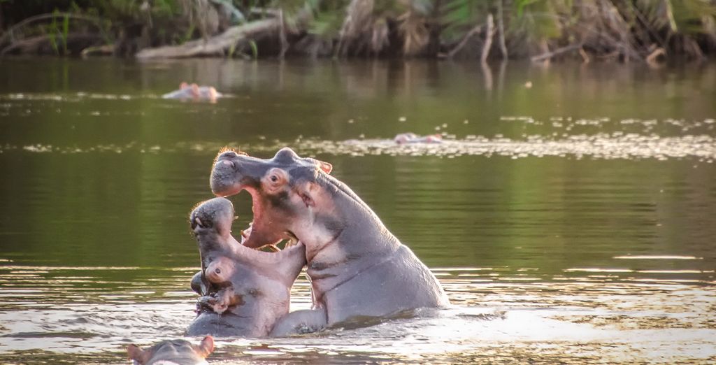 Tour Privato "Magical Uganda Safari"