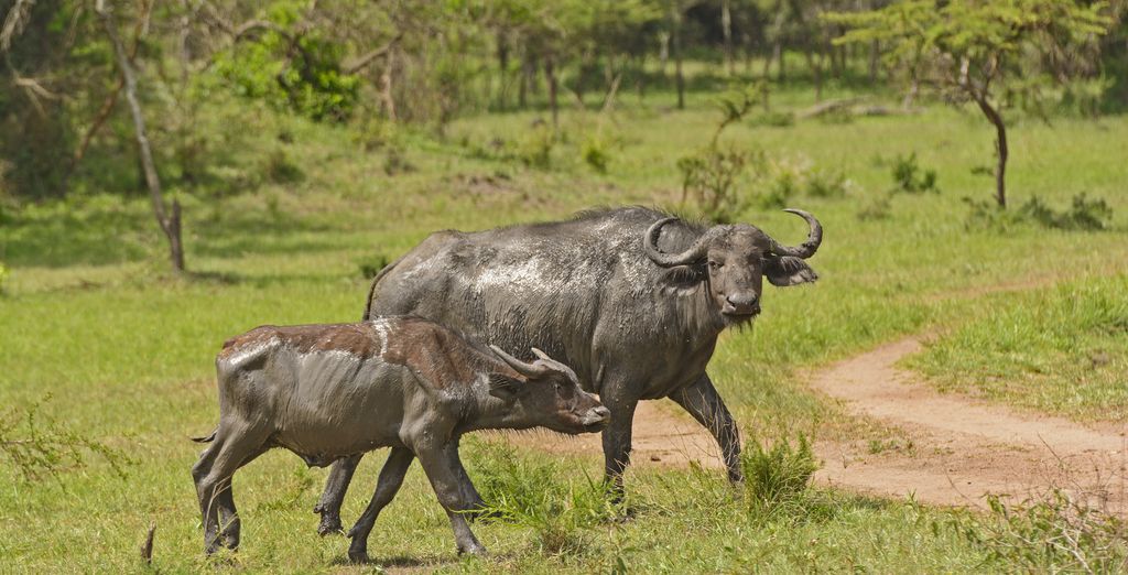 Tour Privato "Magical Uganda Safari"