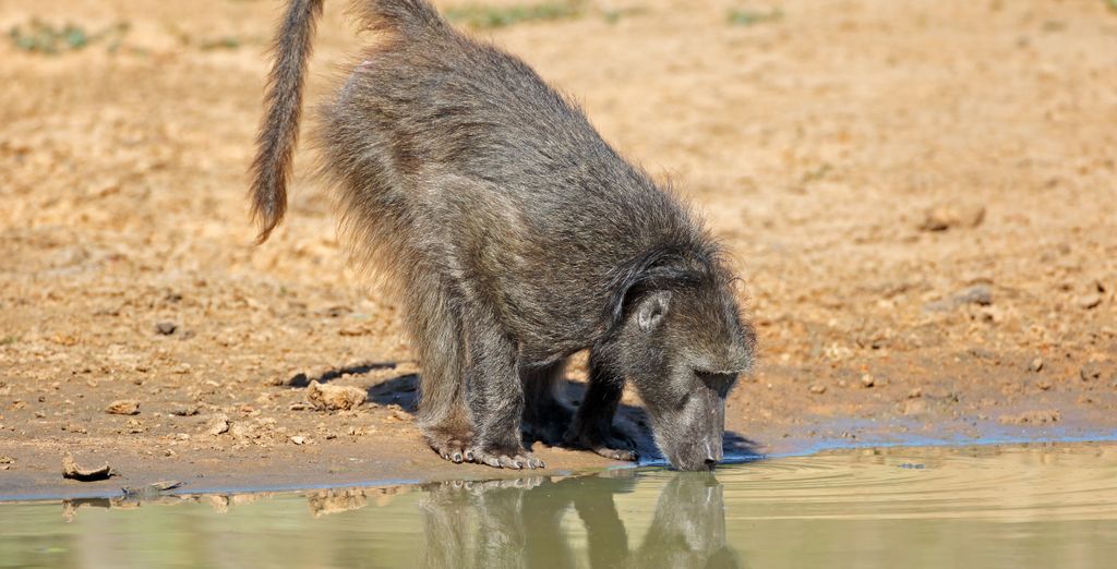 Combinato 4* Aha Harbour Bridge Hotel & Suites e Aquila Private Game Reserve & Spa