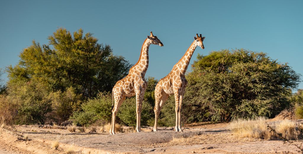 Autotour di 8 o 12 notti tra l'autenticità sudafricana
