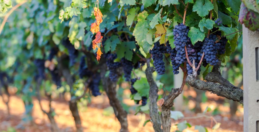 Vinilia Wine Resort Dimora Storica e Ristorante