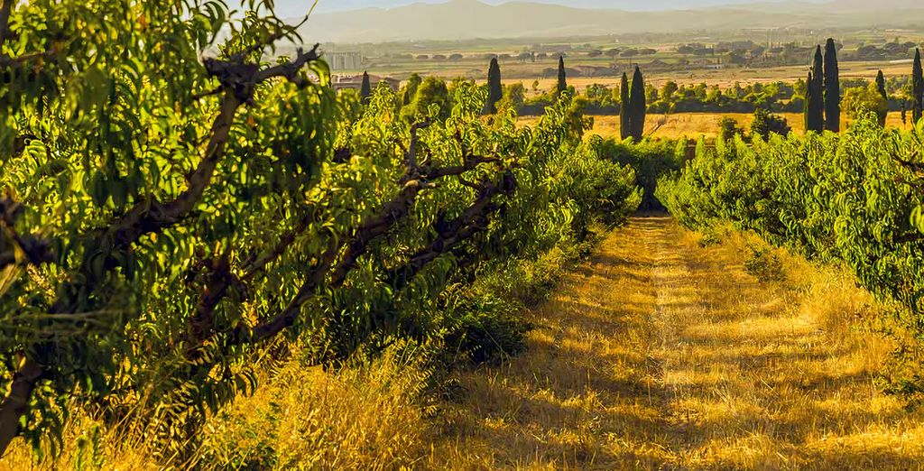 Antica Fattoria La Parrina 