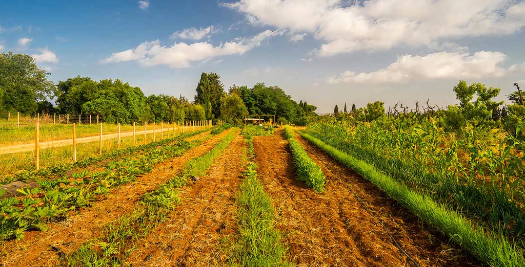 Antica Fattoria La Parrina 