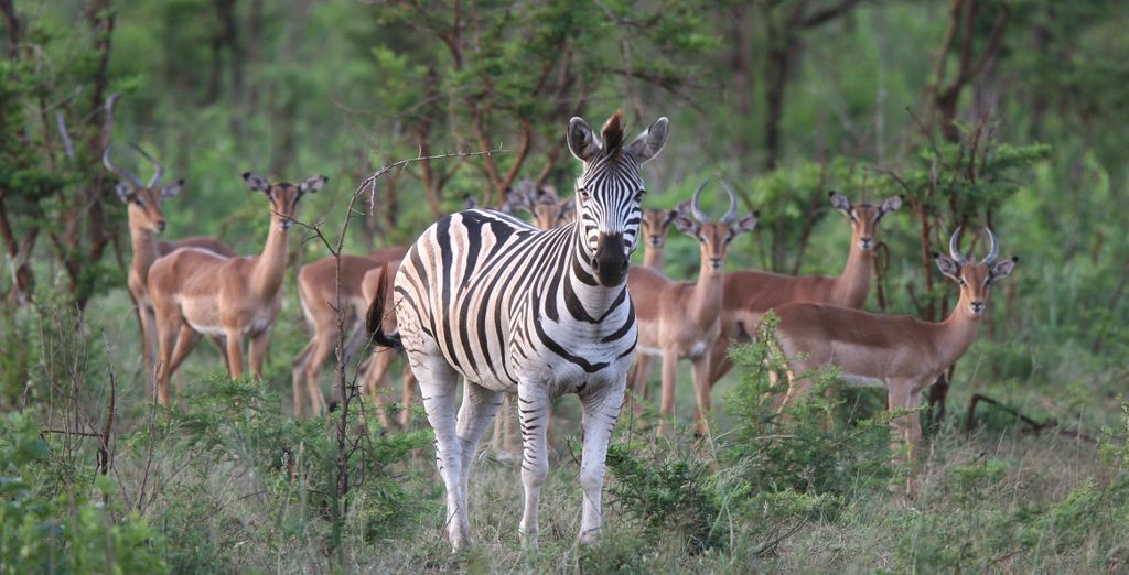 Autotour da 7 a 10 notti con Safari al Falaza Game Park & Spa 4*