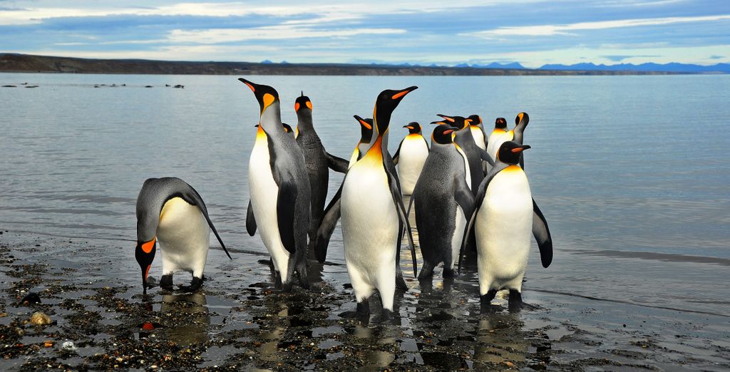Crociera Ponant: Dalle Isole Falkland all'Antartide