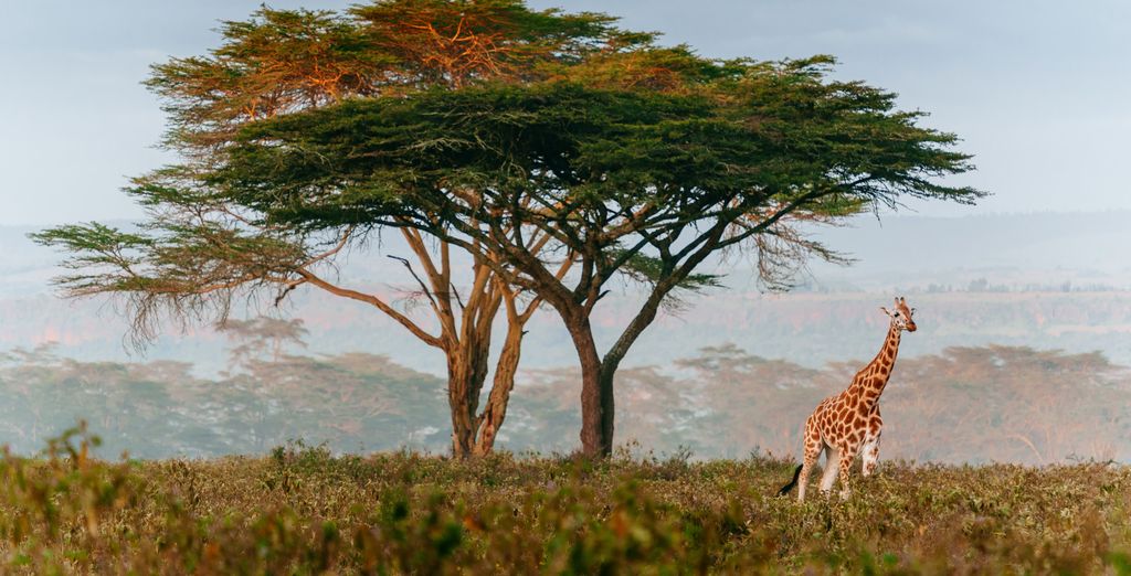Autotour di 8 o 12 notti tra l'autenticità sudafricana