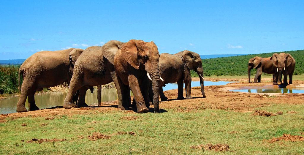 Kubu Safari Lodge 4*