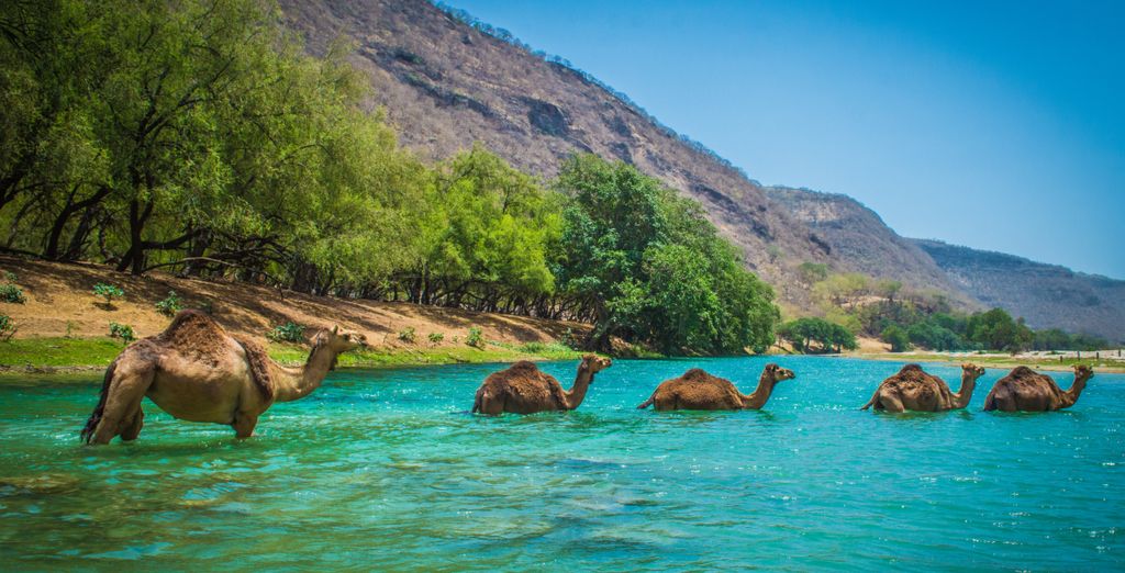 Tour privato di 5 notti a 360° alla scoperta di Salalah ed estensione all'Alila Hinu Bay 5*
