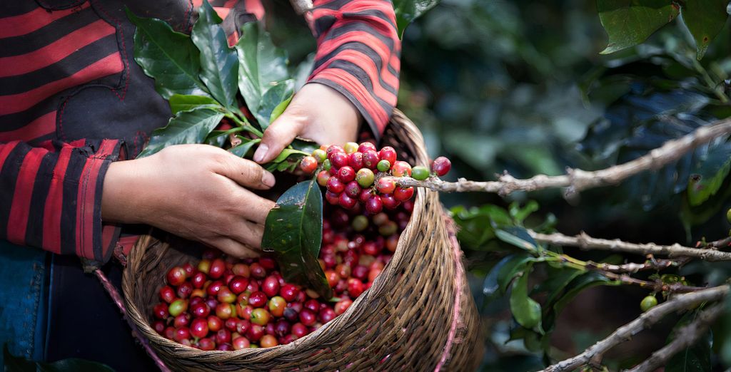 Tour privato: Nel Paese del caffè con possibile estensione balneare