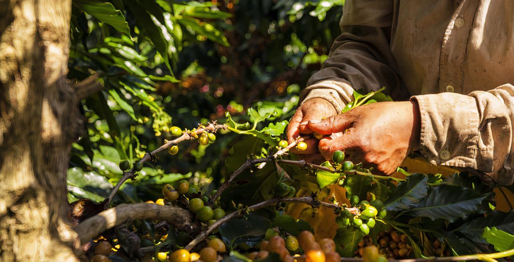 Tour privato: Nel Paese del caffè con possibile estensione balneare