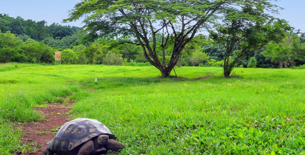 Tour privato: Galapagos, le Perle dell'Ecuador e Quito