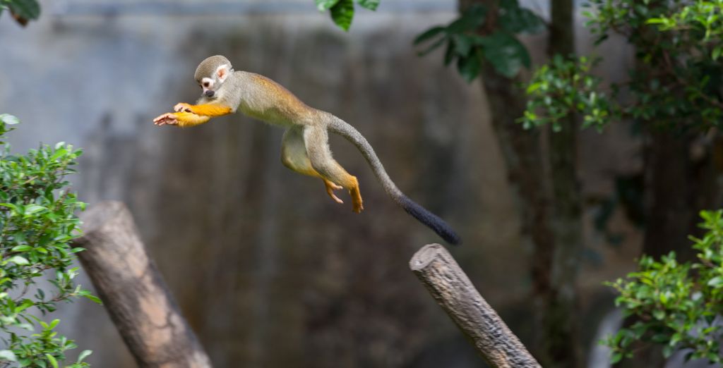 Tour privato: L'essenziale del Perù con possibile estensione in Amazzonia