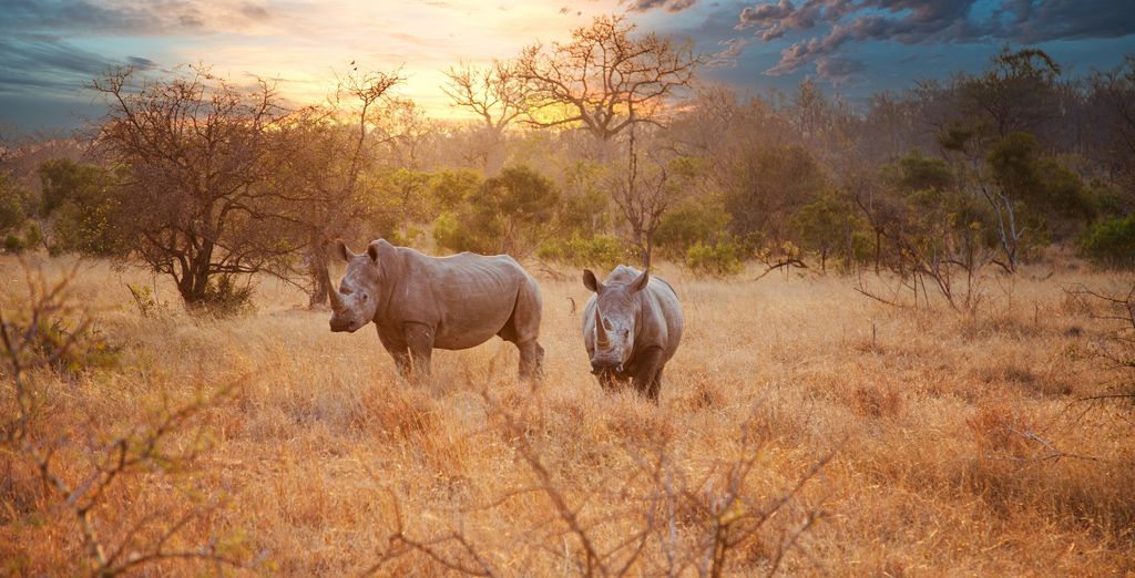 Autotour : Authentique Afrique du Sud