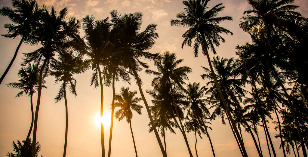 Tour di 7 notti nello Sri Lanka con possibile estensione a Wadduwa