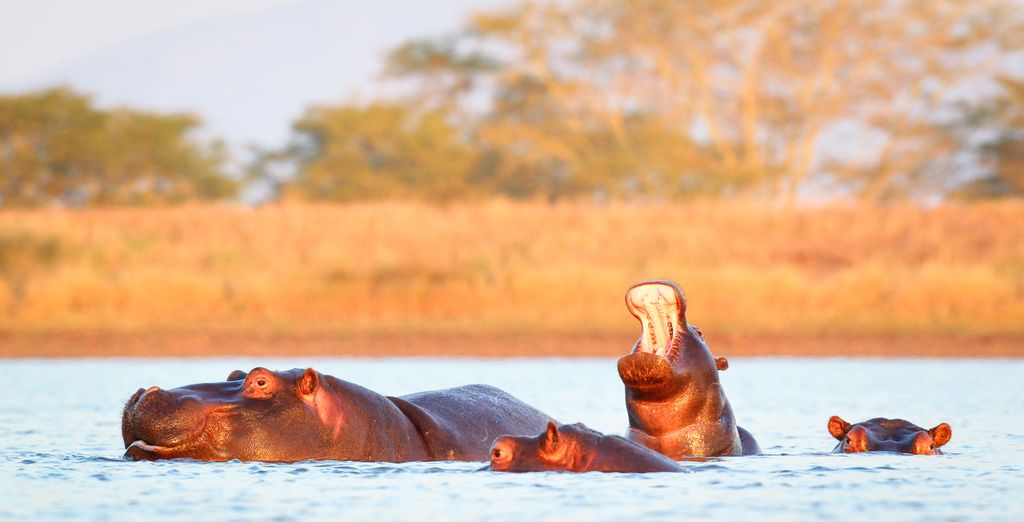 Autotour di 9 notti tra natura e fauna con possibile estensione in spiagge paradisiache