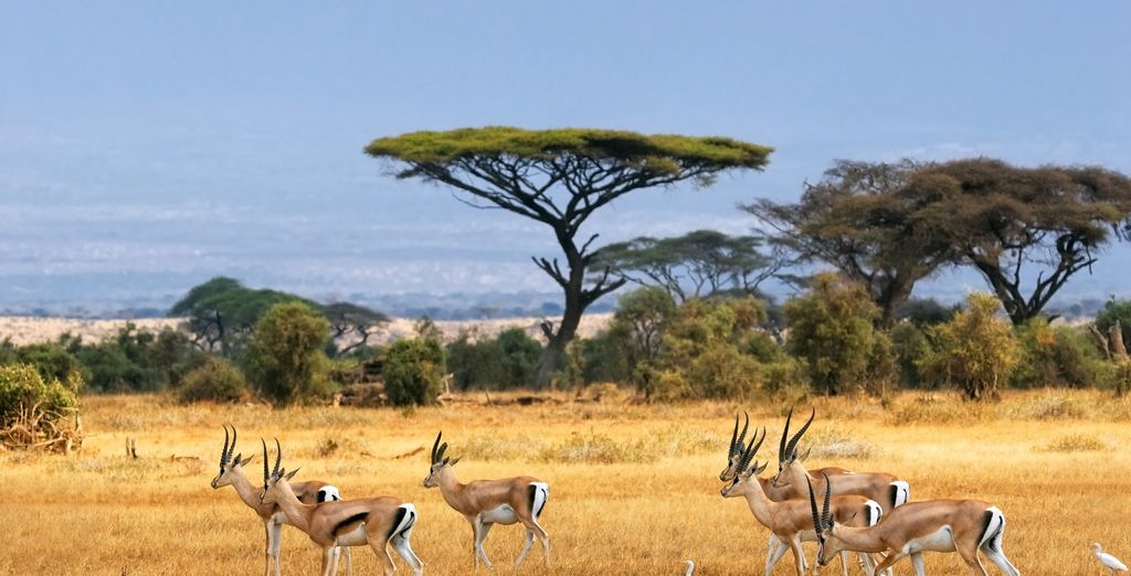 Safari al Letamo Qwabi Private Game Reserve