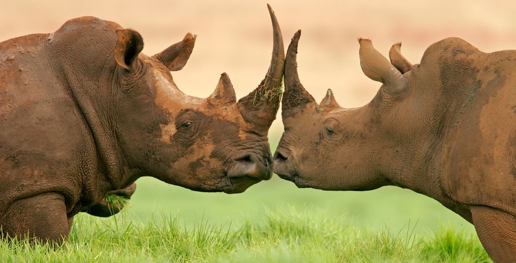 Royal Marlothi Kruger Safari Lodge & Spa 4*