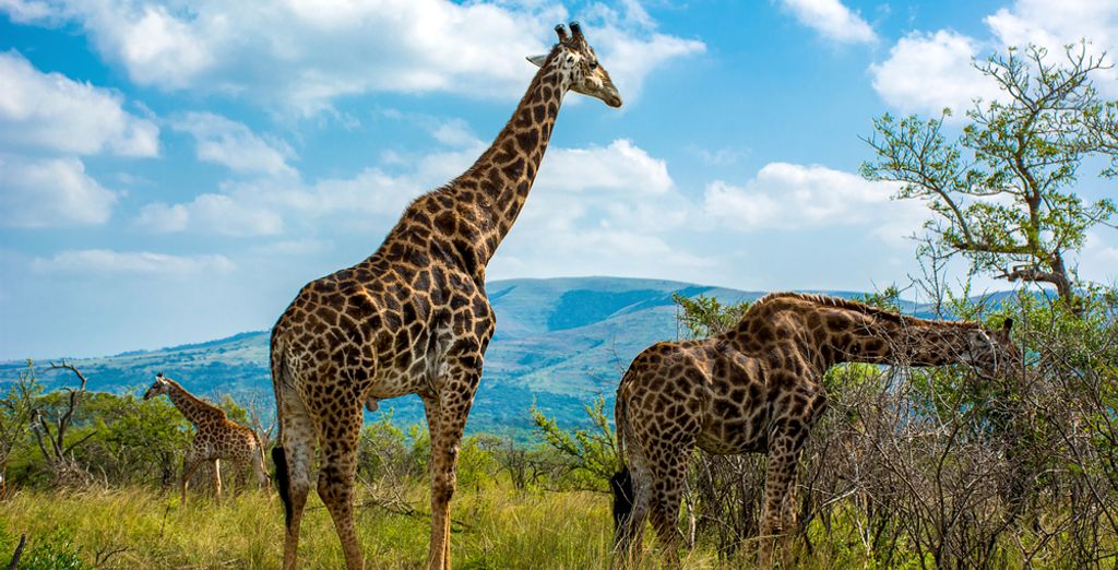 Autotour di 9 notti tra natura e fauna con possibile estensione in spiagge paradisiache