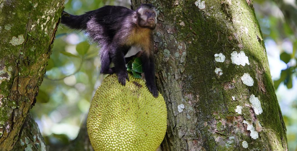 Tour di gruppo: Parentesi tropicale tra bellezze urbane e paesaggistiche
