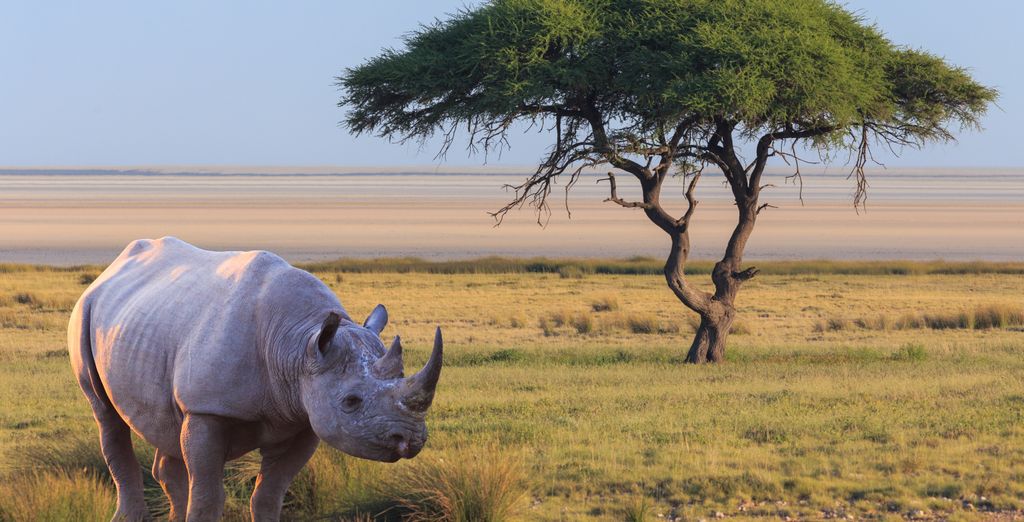 Autotour : Les incontournables de l’Afrique du Sud