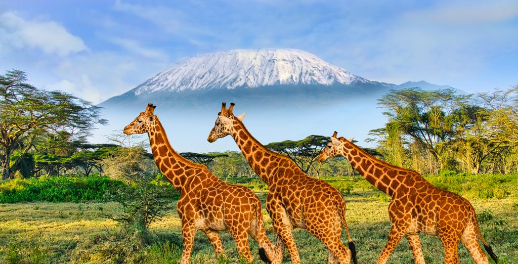 Jacaranda Indian Ocean Beach Resort 4* e Safari da 1 a 4 notti 