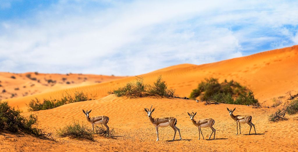 The Ritz-Carlton Ras Al Khaimah, Al Hamra Beach 5*