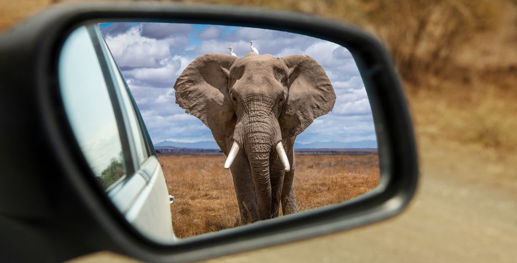 Skukuza Safari Lodge con pre e post-estensione a Johannesburg