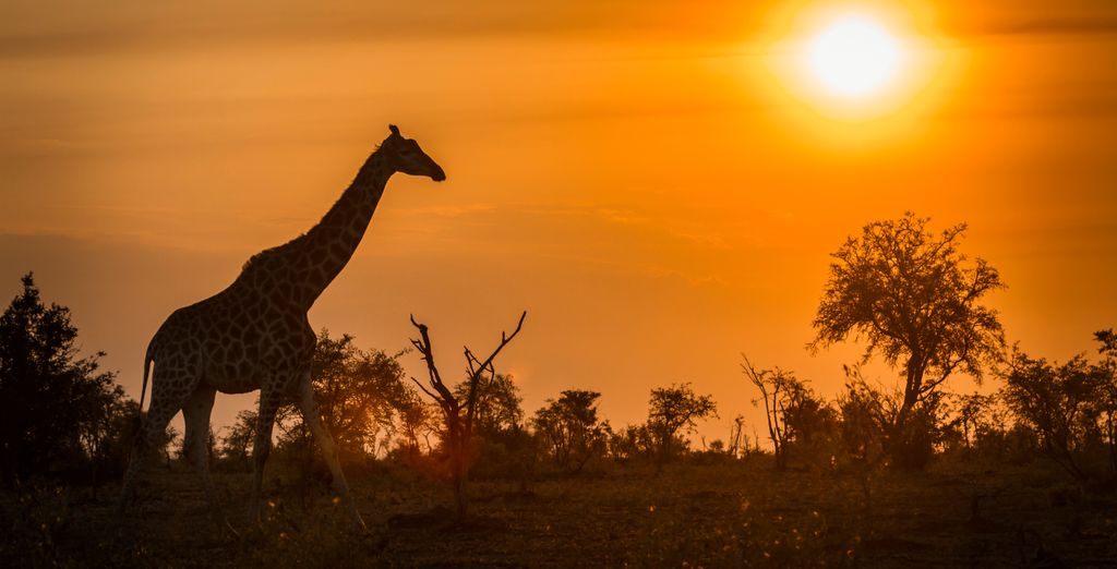 Royal Marlothi Kruger Safari Lodge & Spa 4*