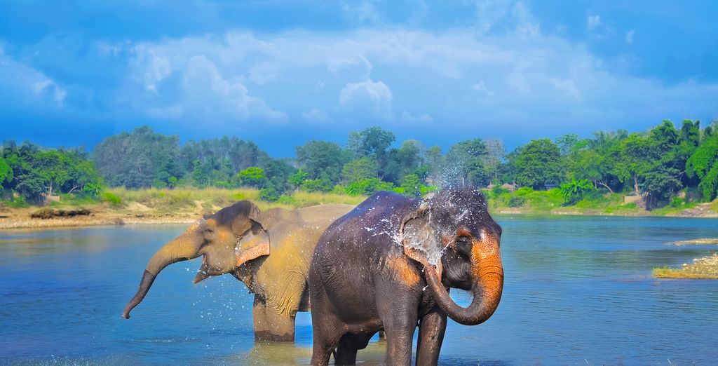 Tour di 7 notti tra safari nella giungla e immersione nella cultura locale