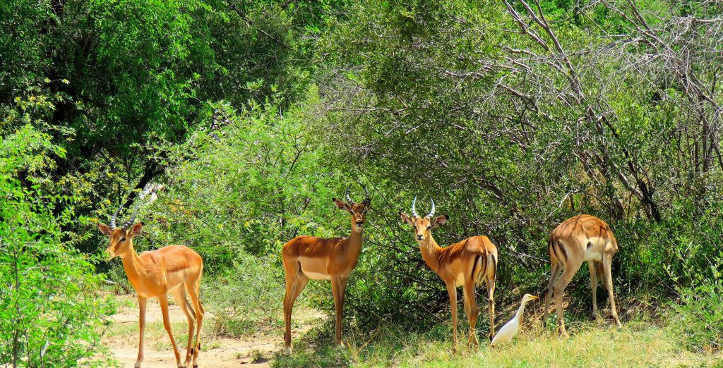 Tour di 7 notti tra safari nella giungla e immersione nella cultura locale