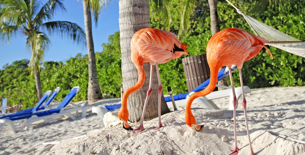 Embassy Suites by Hilton Aruba Resort 4*
