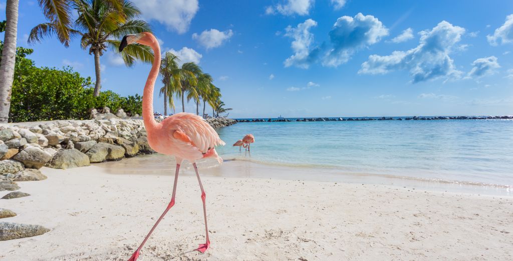 Embassy Suites by Hilton Aruba Resort 4*