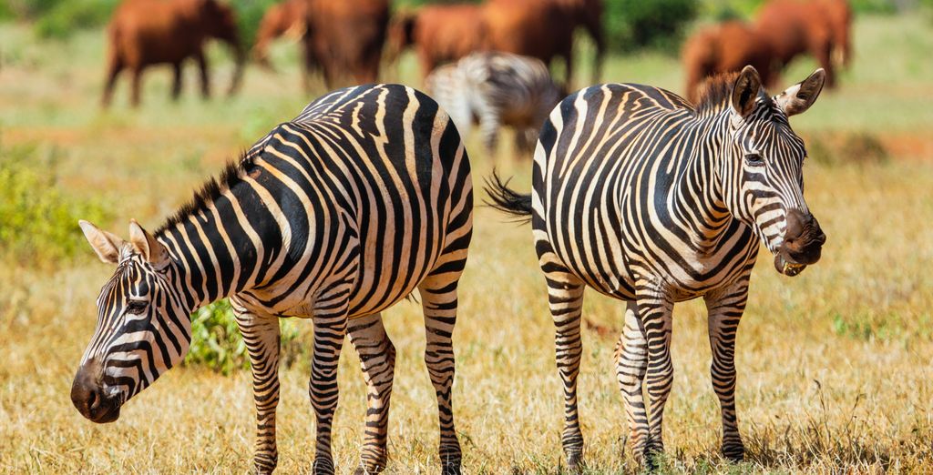 Combinato Safari di 2, 3 o 4 notti e Temple Point Resort 4*