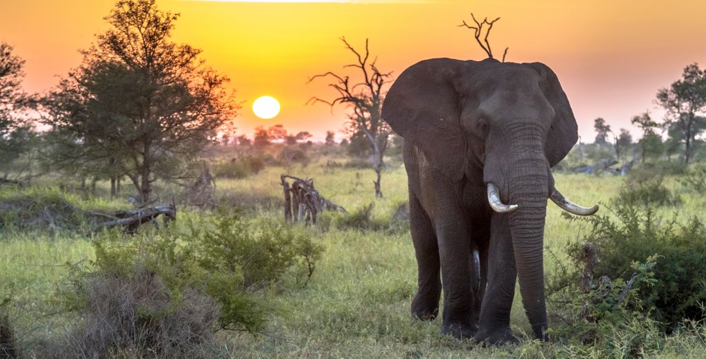 Combinato Safari di 2, 3 o 4 notti e Temple Point Resort 4*