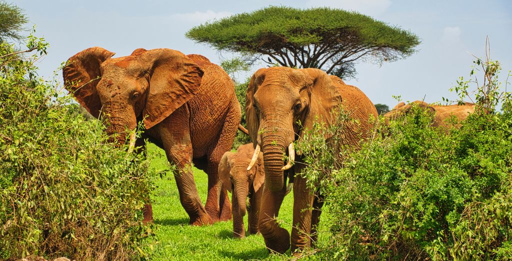 Combinato Safari di 2, 3 o 4 notti e Temple Point Resort 4*