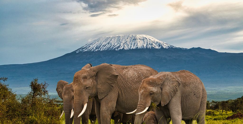 Combinato Safari di 2, 3 o 4 notti e Temple Point Resort 4*