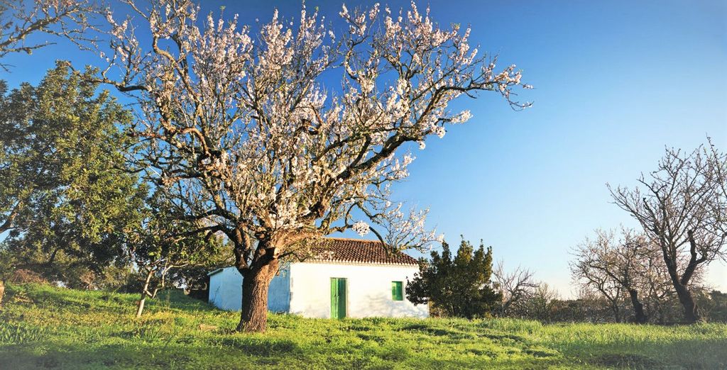 Vale d'Oliveiras Quinta Resort & Spa 5*