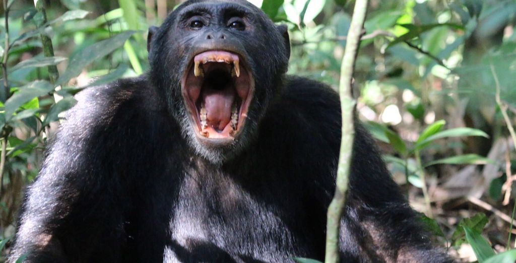Tour privato: Viaggio nell'entroterra africano
