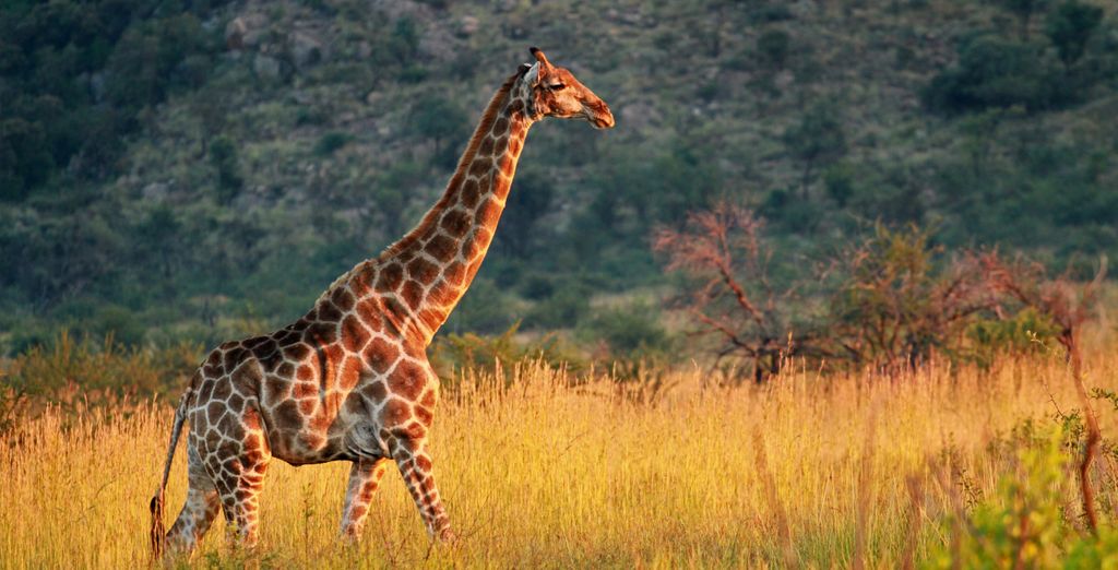 Bakubung Bush Lodge 4*